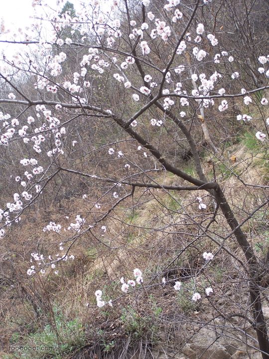 2009.3.21石砭峪采青100_1325