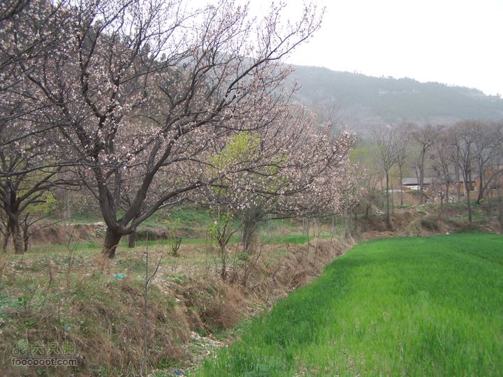 2009.3.21石砭峪采青100_1336