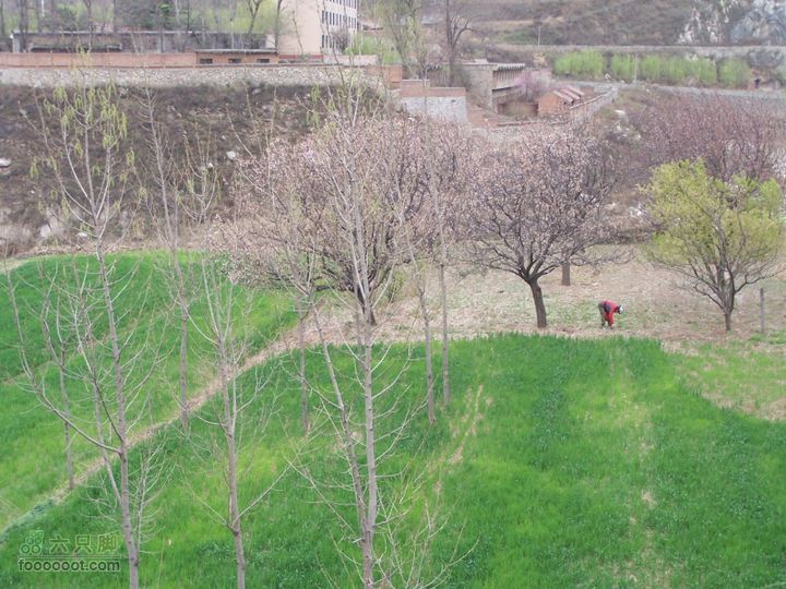 2009.3.21石砭峪采青100_1339