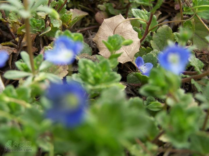 2009.3.21石砭峪采青100_1363