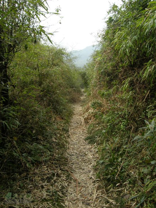 明月十里峡风光无限好，温汤水口库春笋味多香！P4040901