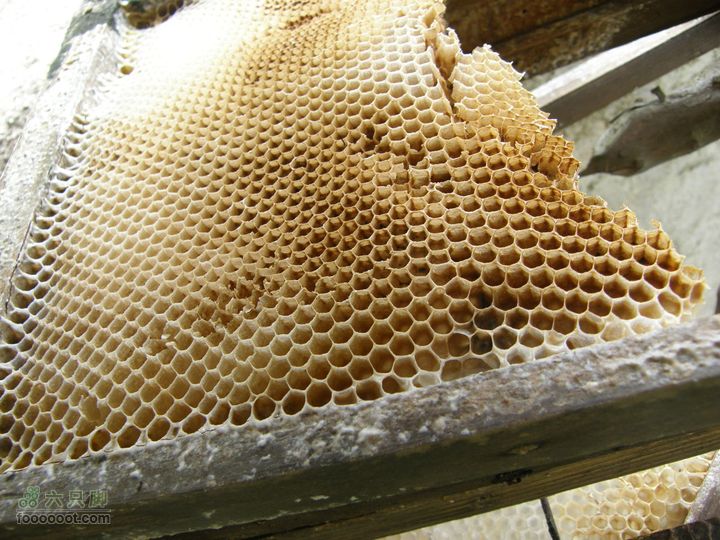 明月十里峡风光无限好，温汤水口库春笋味多香！P4040952
