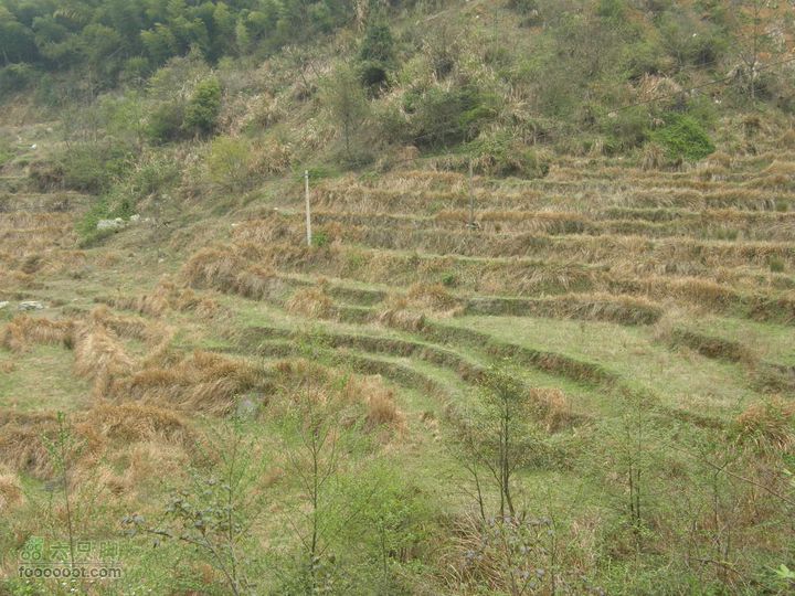 明月十里峡风光无限好，温汤水口库春笋味多香！P4041043