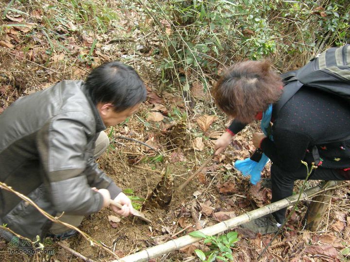 明月十里峡风光无限好，温汤水口库春笋味多香！P4041045