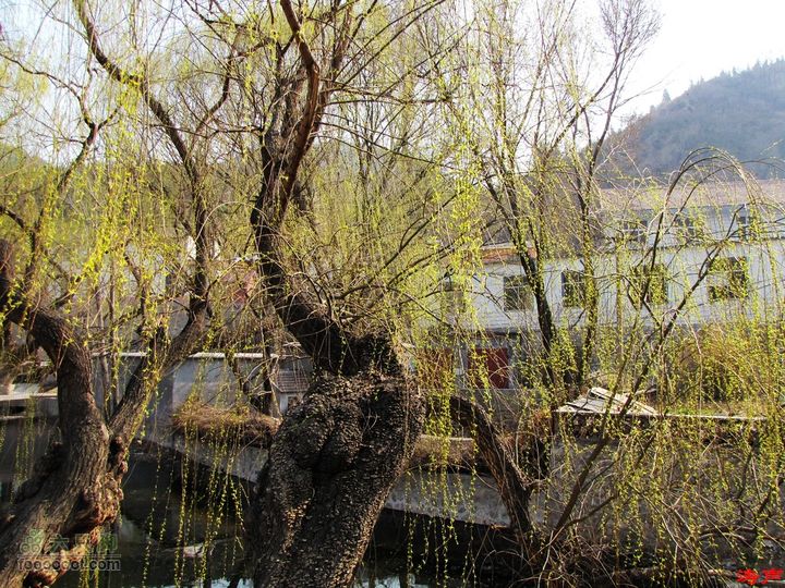 岭西禹王山淋漓湖天星湖樵岭前返青的柳树