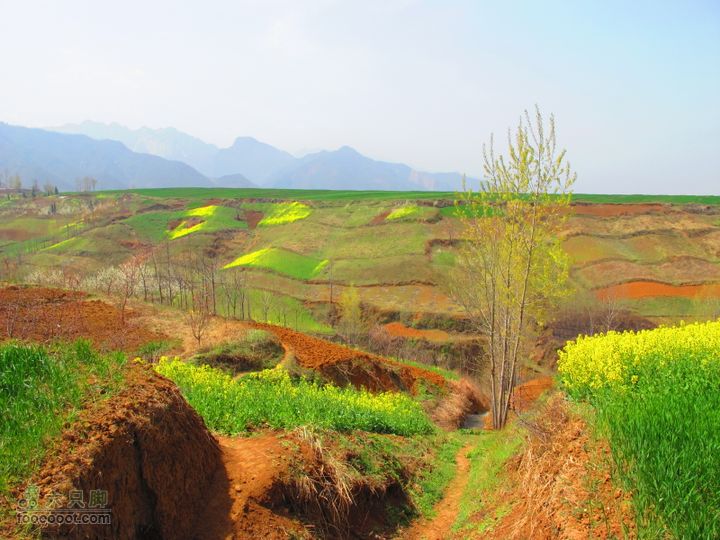【奔驰车行】2011.4.9杨庄观油菜花IMG_1018
