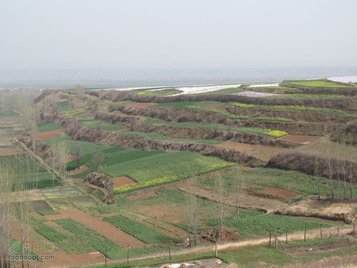 【奔驰车行】2011.4.9杨庄观油菜花IMG_0990