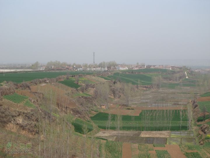 【奔驰车行】2011.4.9杨庄观油菜花IMG_0991