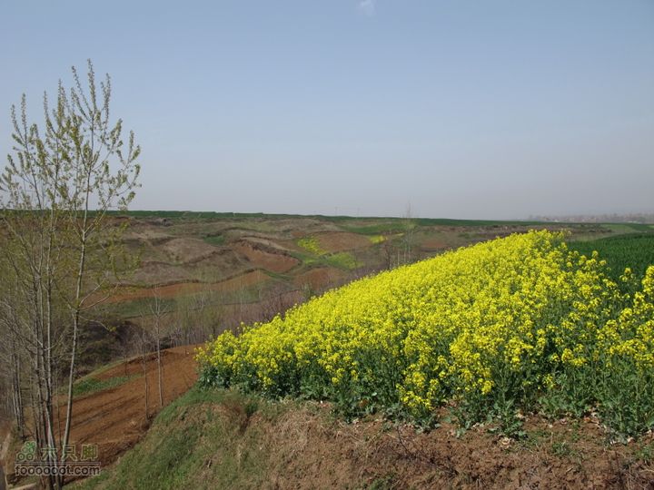 【奔驰车行】2011.4.9杨庄观油菜花东沟观花