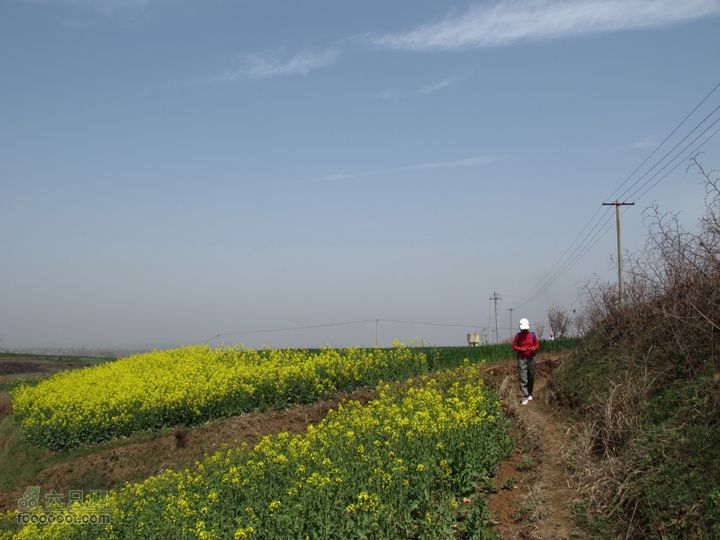 【奔驰车行】2011.4.9杨庄观油菜花IMG_0994