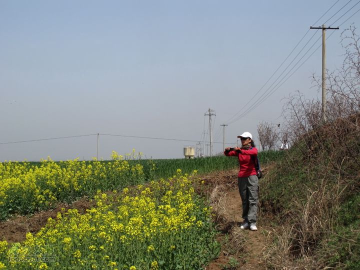 【奔驰车行】2011.4.9杨庄观油菜花IMG_0995