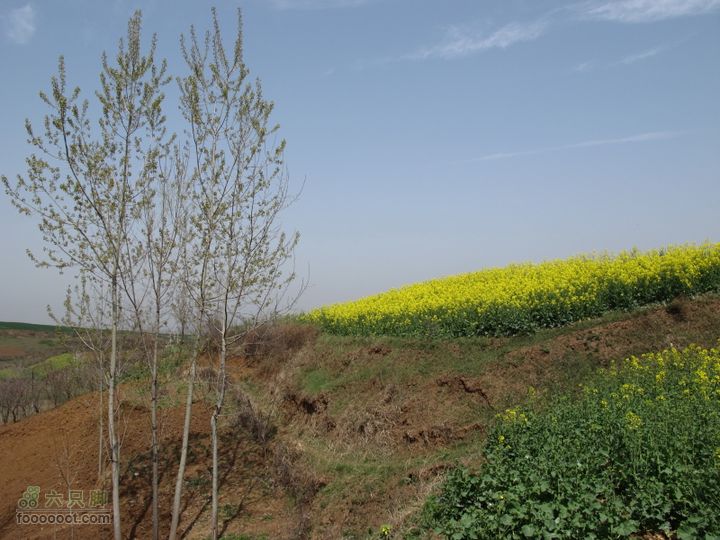 【奔驰车行】2011.4.9杨庄观油菜花IMG_0997
