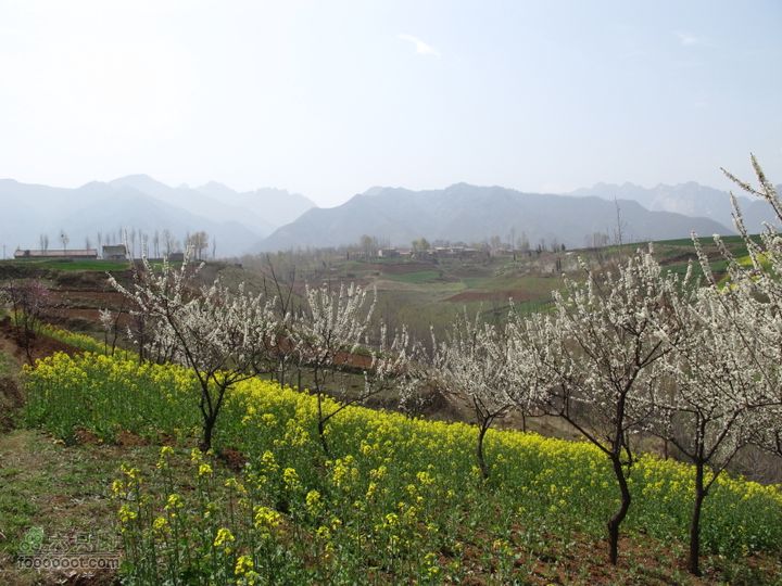 【奔驰车行】2011.4.9杨庄观油菜花IMG_0998