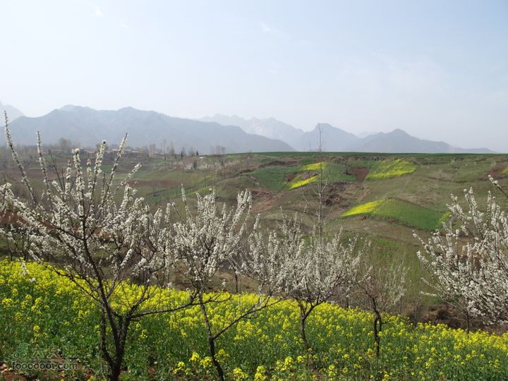 【奔驰车行】2011.4.9杨庄观油菜花IMG_0999
