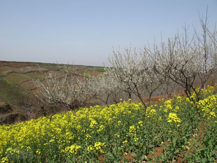 【奔驰车行】2011.4.9杨庄观油菜花IMG_1000