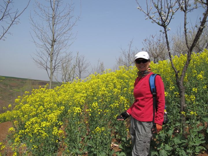 【奔驰车行】2011.4.9杨庄观油菜花IMG_1001