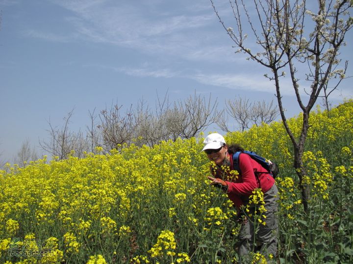 【奔驰车行】2011.4.9杨庄观油菜花IMG_1002