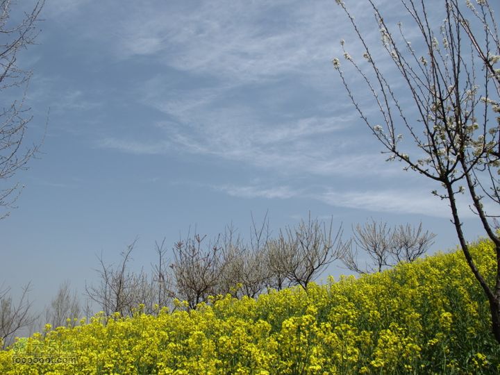 【奔驰车行】2011.4.9杨庄观油菜花IMG_1003