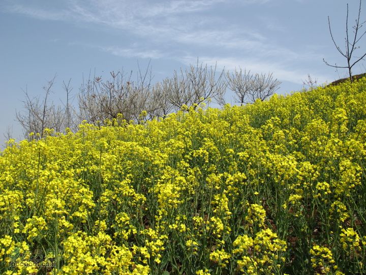 【奔驰车行】2011.4.9杨庄观油菜花IMG_1004