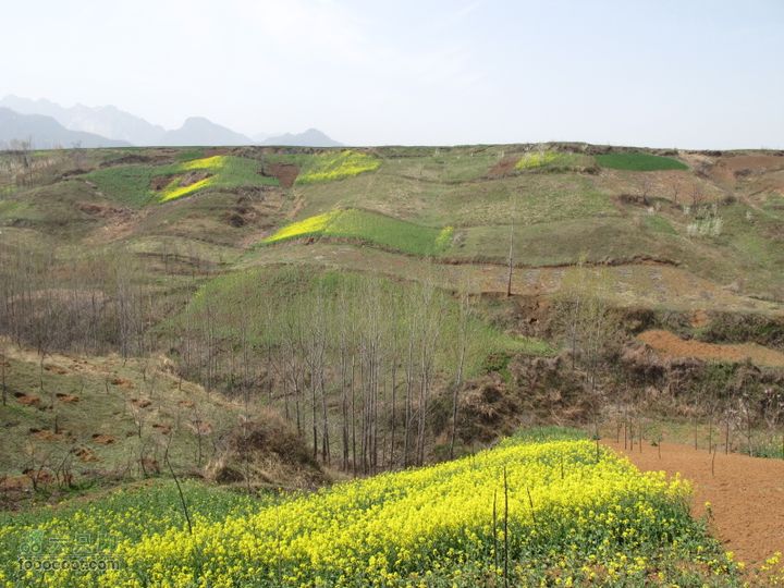 【奔驰车行】2011.4.9杨庄观油菜花IMG_1005