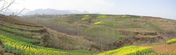 【奔驰车行】2011.4.9杨庄观油菜花IMG_1007