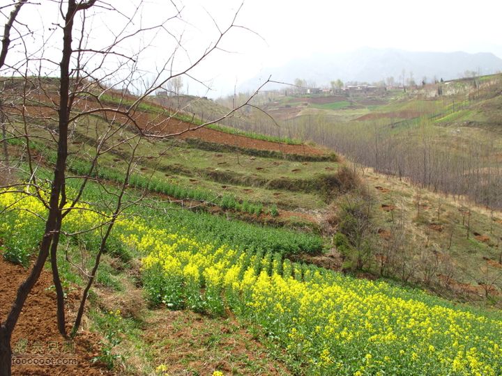 【奔驰车行】2011.4.9杨庄观油菜花IMG_1010