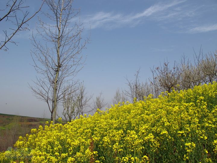 【奔驰车行】2011.4.9杨庄观油菜花IMG_1011