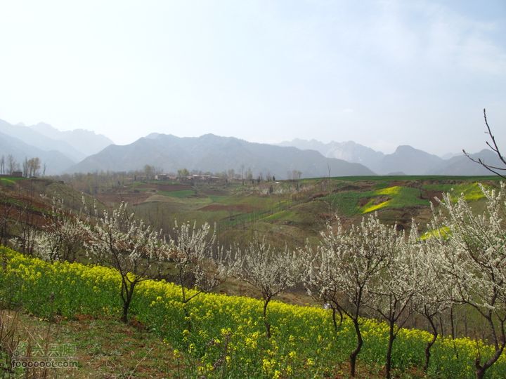 【奔驰车行】2011.4.9杨庄观油菜花IMG_1012