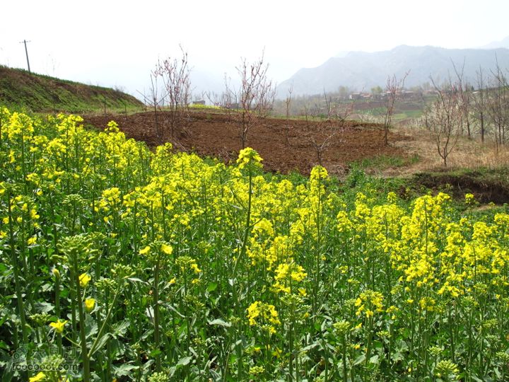 【奔驰车行】2011.4.9杨庄观油菜花IMG_1014