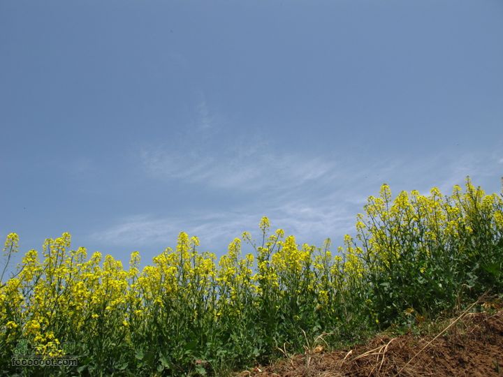 【奔驰车行】2011.4.9杨庄观油菜花IMG_1015