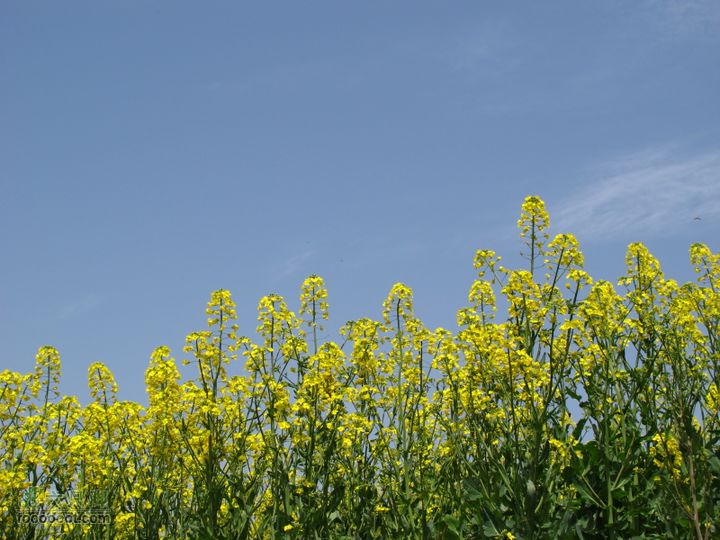 【奔驰车行】2011.4.9杨庄观油菜花IMG_1016