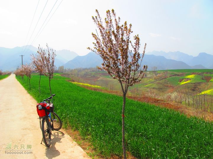 【奔驰车行】2011.4.9杨庄观油菜花IMG_1021