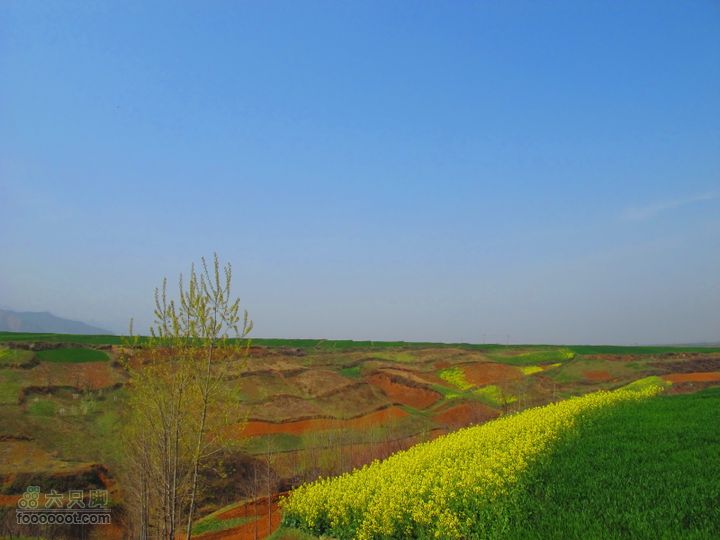 【奔驰车行】2011.4.9杨庄观油菜花IMG_1022