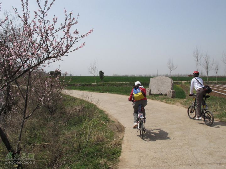 【奔驰车行】2011.4.9杨庄观油菜花IMG_1025