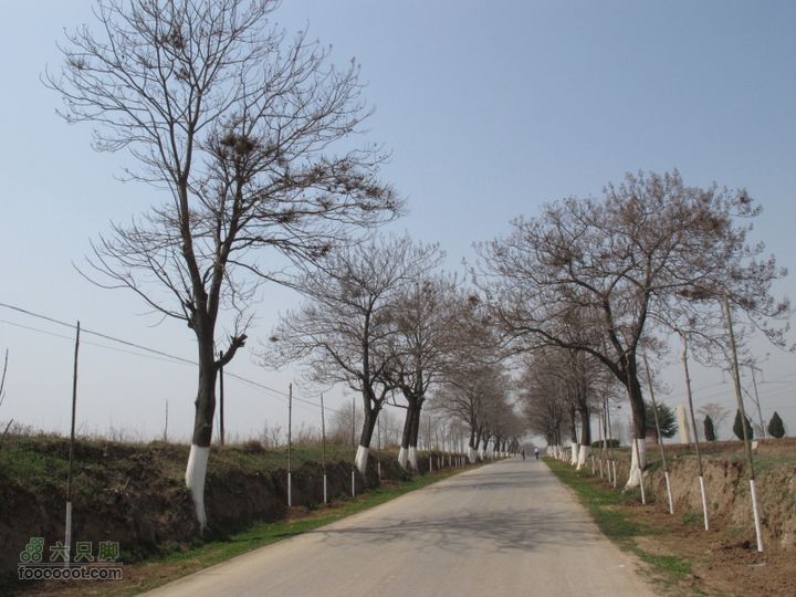 【奔驰车行】2011.4.9杨庄观油菜花老雁引路