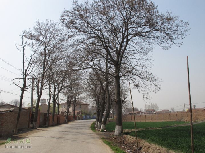 【奔驰车行】2011.4.9杨庄观油菜花三益村