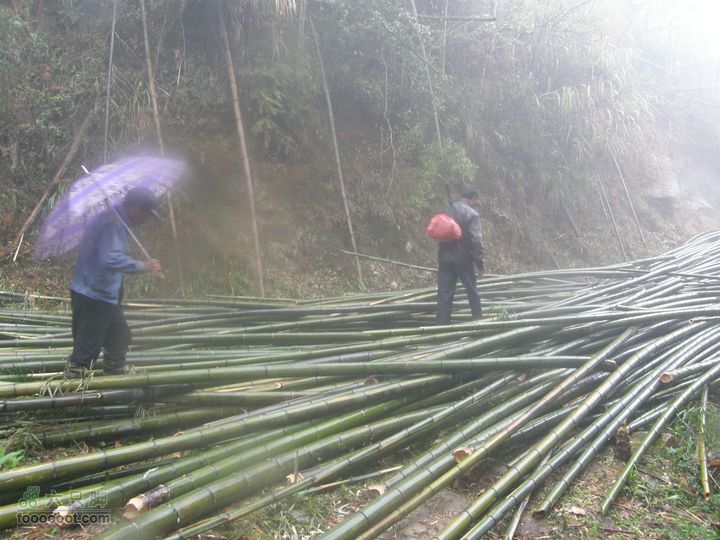 探路太平山遇雨，迷路十八窝偶遇采药人P4090818