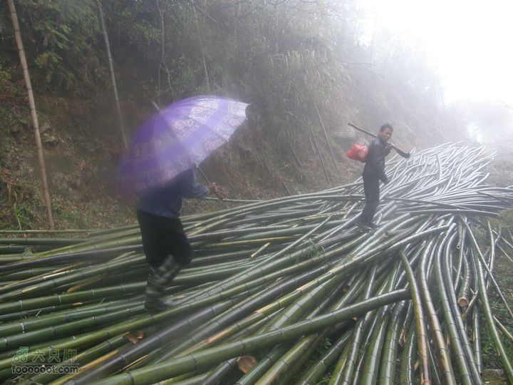 探路太平山遇雨，迷路十八窝偶遇采药人P4090819