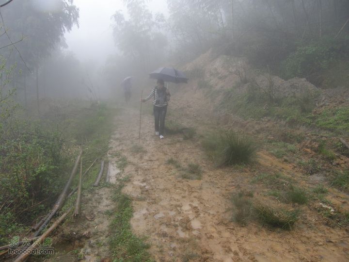 探路太平山遇雨，迷路十八窝偶遇采药人P4090822