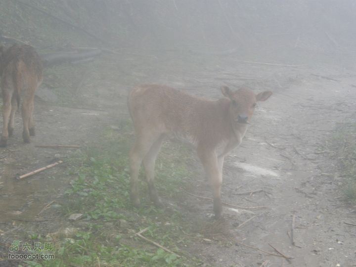 探路太平山遇雨，迷路十八窝偶遇采药人P4090829