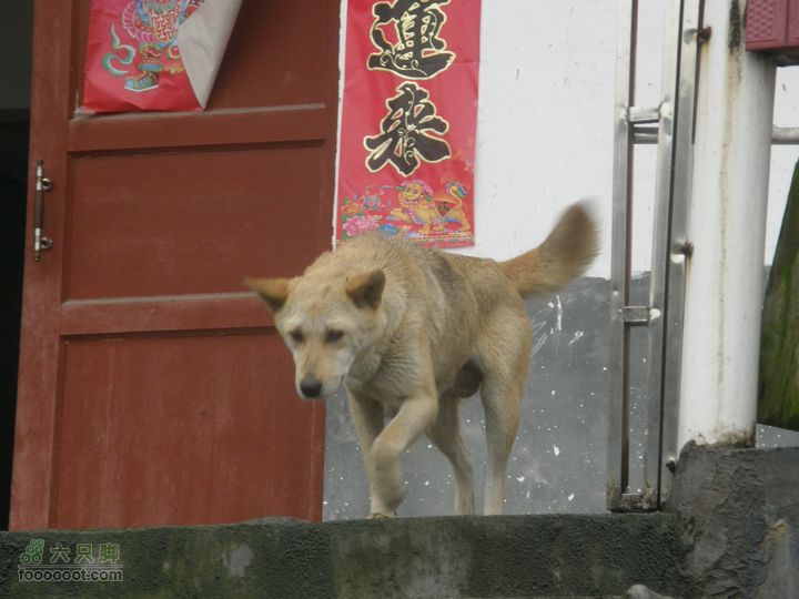 探路太平山遇雨，迷路十八窝偶遇采药人P4090855