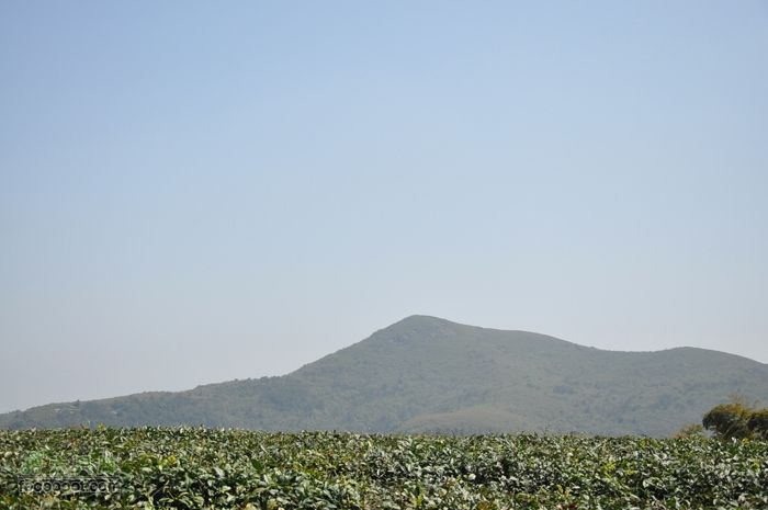 体验慈溪首条民间健身步道——栲栳山环线茶场遥望西栲栳顶