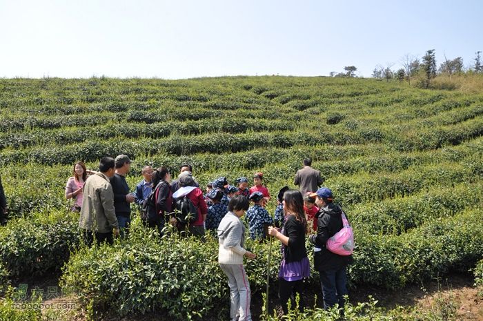 体验慈溪首条民间健身步道——栲栳山环线碰到小学生茶文化兴趣班