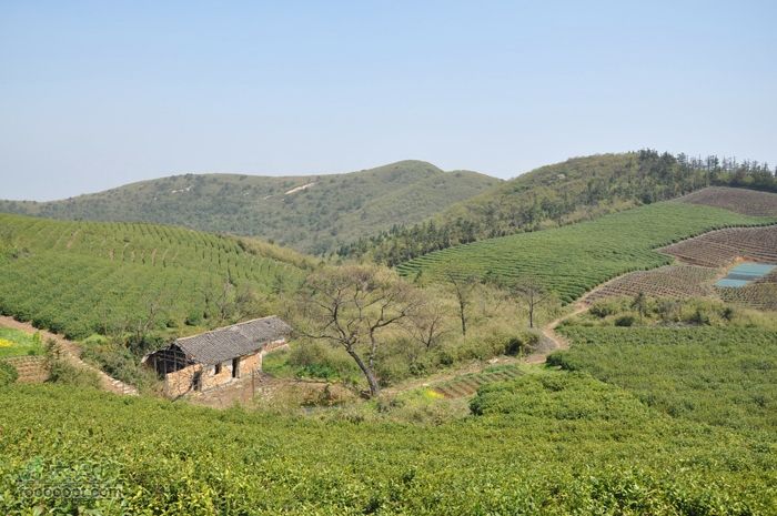 体验慈溪首条民间健身步道——栲栳山环线平平顶茶场2