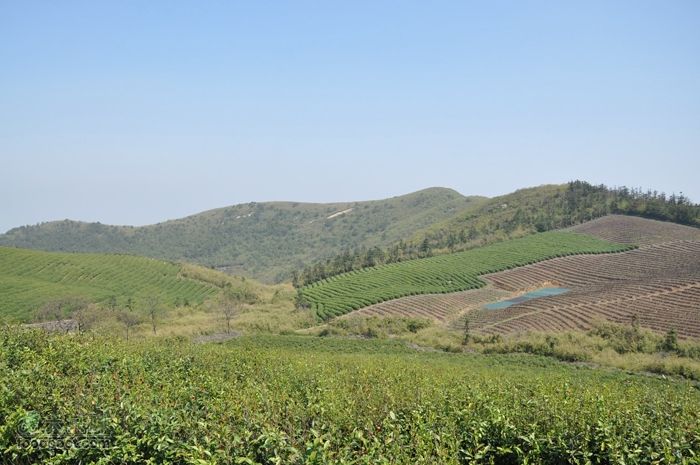 体验慈溪首条民间健身步道——栲栳山环线平平顶茶场