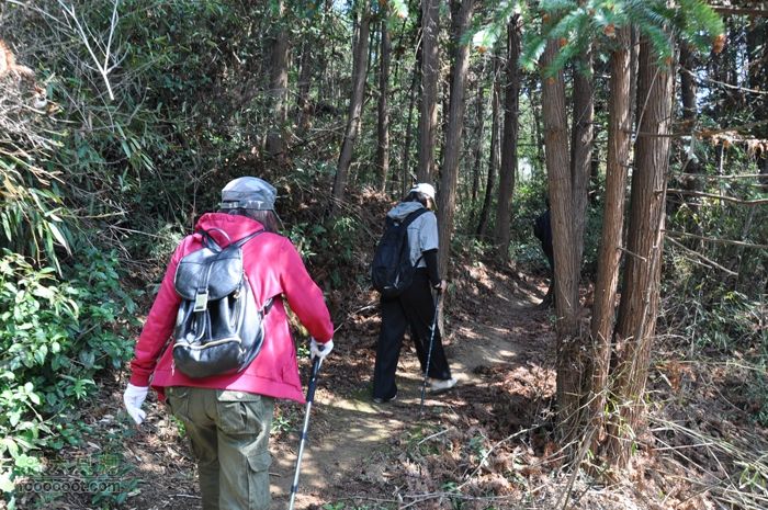 体验慈溪首条民间健身步道——栲栳山环线通往护国俺的密林