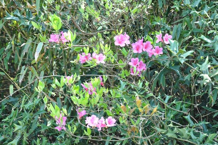 体验慈溪首条民间健身步道——栲栳山环线下山路上满山的映山红