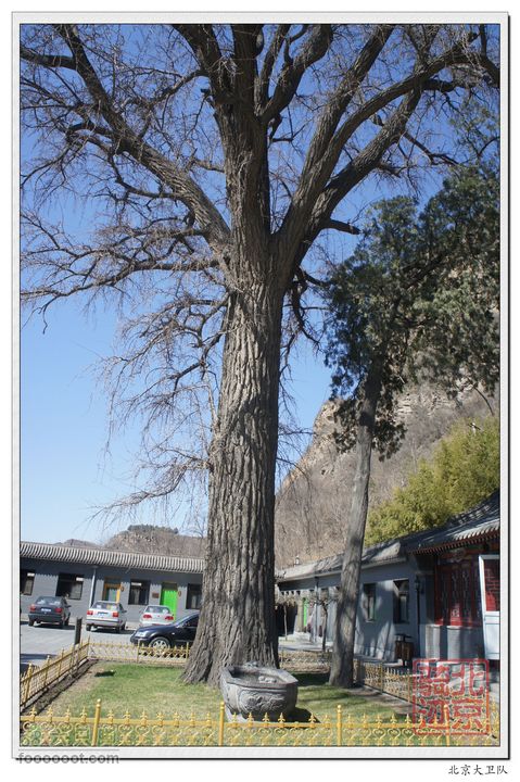 北京骑迹40 清明祭英烈 寻北京最西端 访红歌诞生地百年银杏树