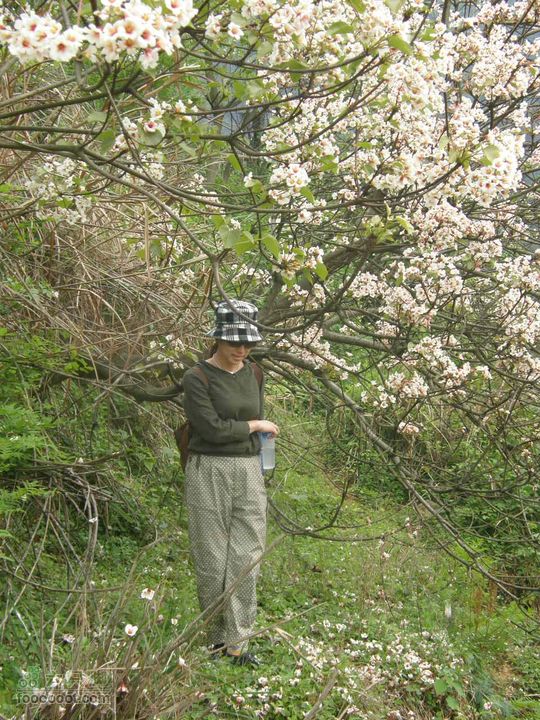 古庙白云寻宝刀，翻山越岭走水口P4241371