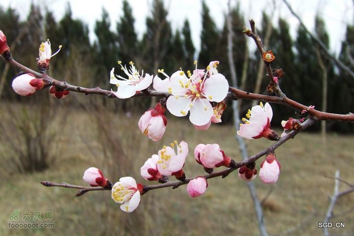 铁岭新区_调兵山明月禅寺DSCF3046